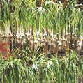 Allium sativum